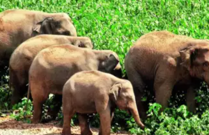 800 Elephants Perish
