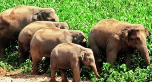 800 Elephants Perish