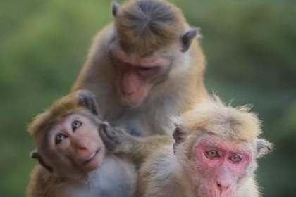 Sri Lanka Experimenting