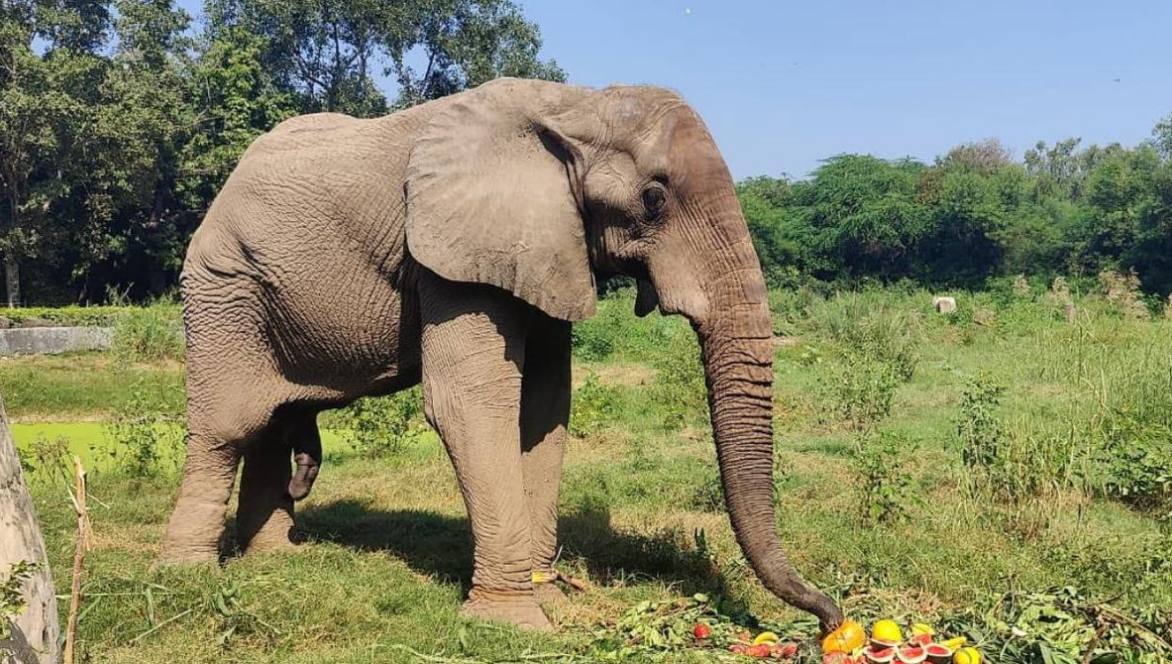 African Elephant Shankar