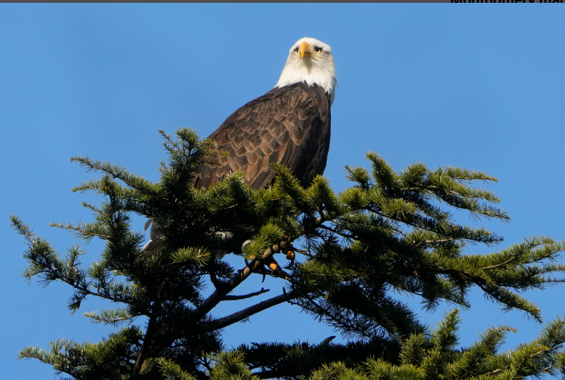 Bald Eagle