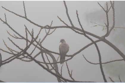 Air Quality in Delhi-NCR