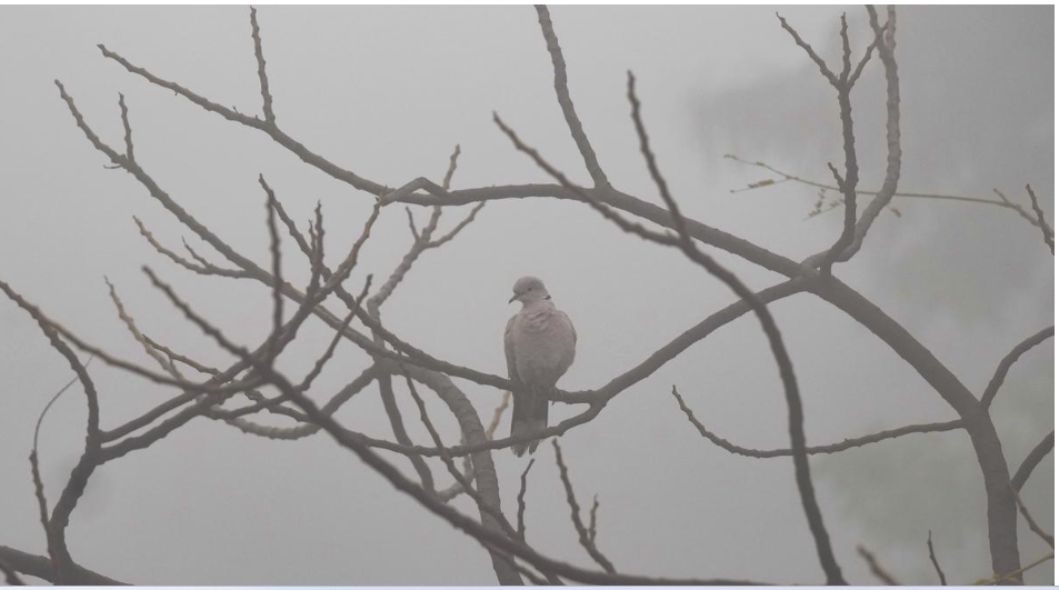 Air Quality in Delhi-NCR