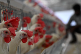 Avian Flu Detected